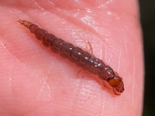 iNaturalist observation photo of Caddisflies