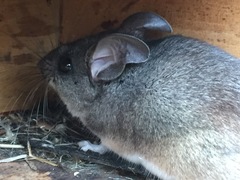 Peromyscus californicus