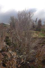 Dracophyllum subulatum