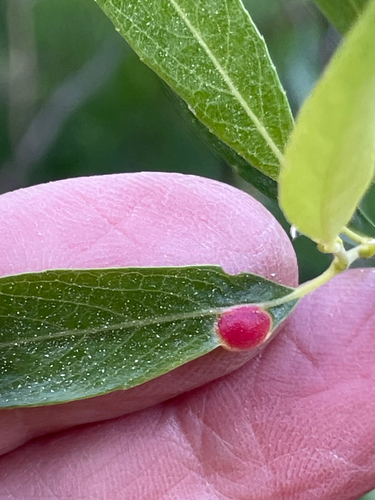 iNaturalist observation photo of Willow Apple Gall Sawfly