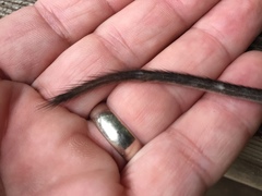 Peromyscus californicus