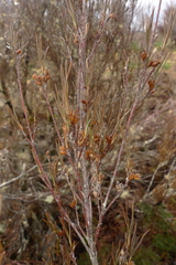 Dracophyllum subulatum