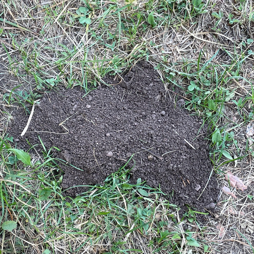 iNaturalist observation photo of Western Pocket Gophers