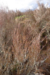 Dracophyllum subulatum