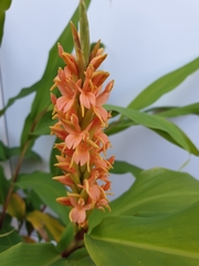 Hedychium densiflorum