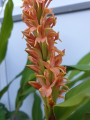 Hedychium densiflorum