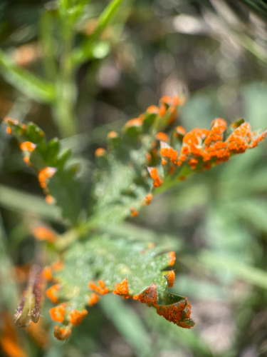 iNaturalist observation photo of Cinquefoil Rust