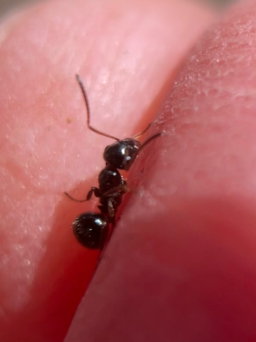 iNaturalist observation photo of Ants
