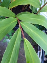Hedychium densiflorum