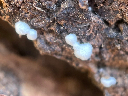 iNaturalist observation photo of Fungi Including Lichens
