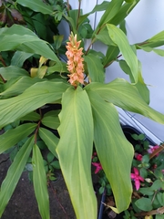 Hedychium densiflorum