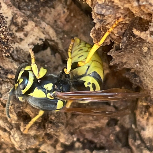 iNaturalist observation photo of Prairie Yellowjacket