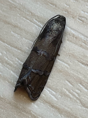iNaturalist observation photo of Butterflies and Moths