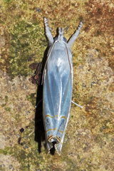 Eschata