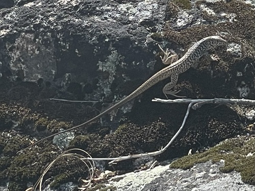 iNaturalist observation photo of Western Whiptail
