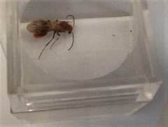 Sphaeropthalma unicolor