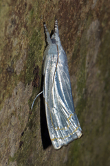Eschata