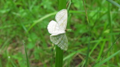 Scopula quadrilineata