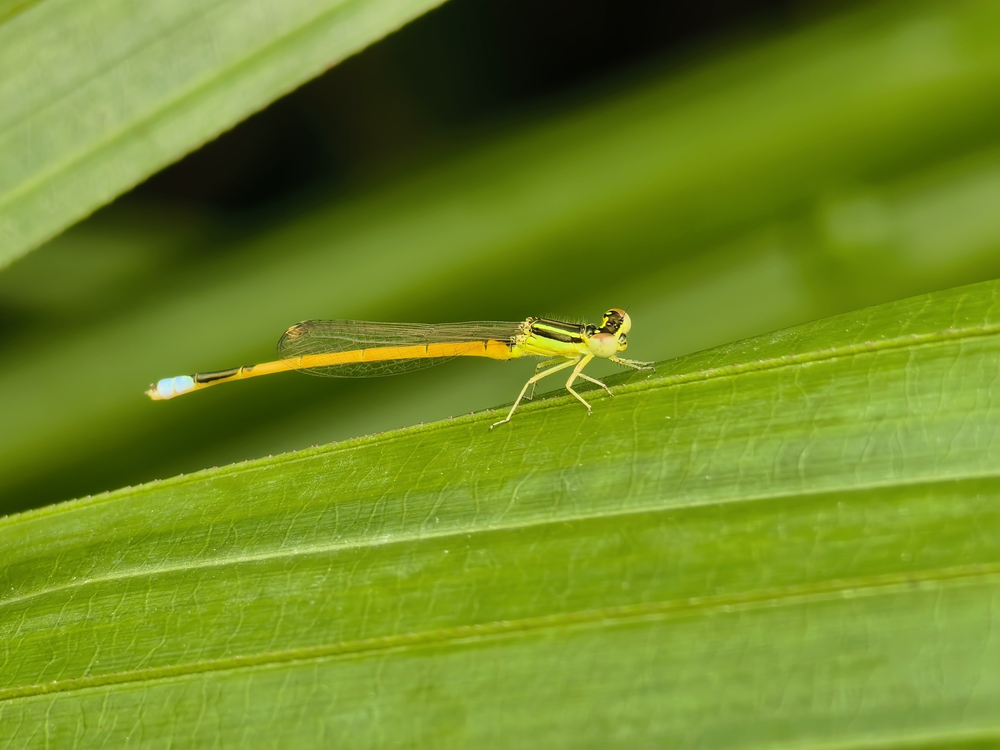 Golden Bluetail