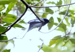 Malindangia mcgregori