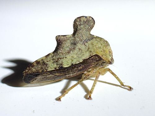 Heliria cristata photo 4