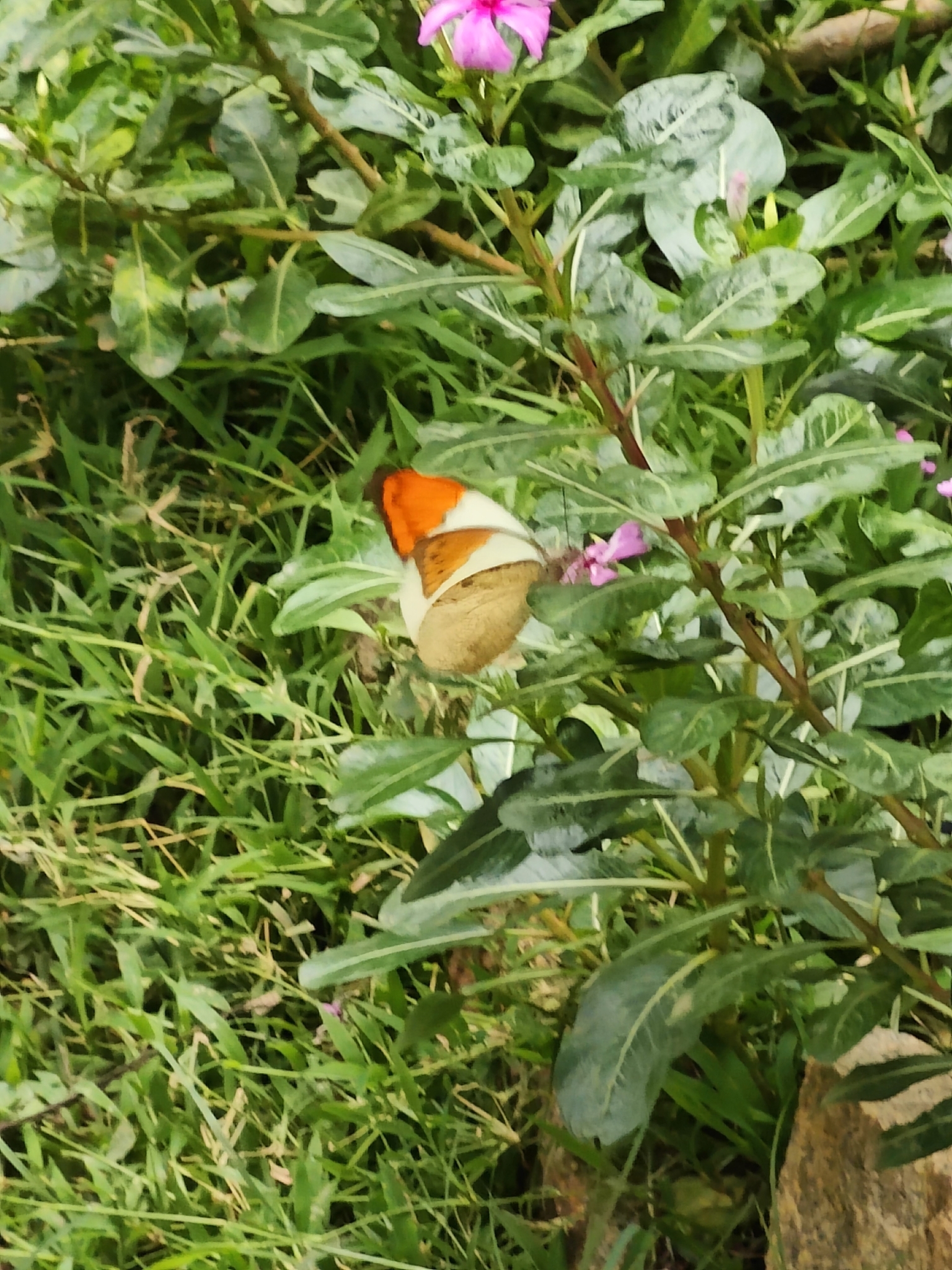Great Orange-Tip