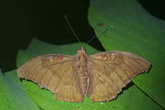Dophla evelina