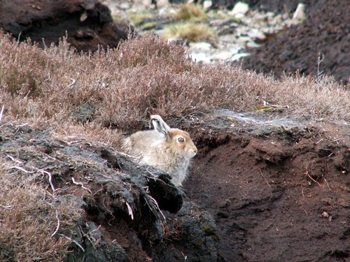 Mountain Hare