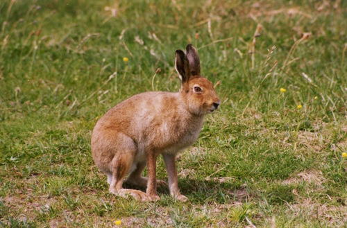 Mountain Hare