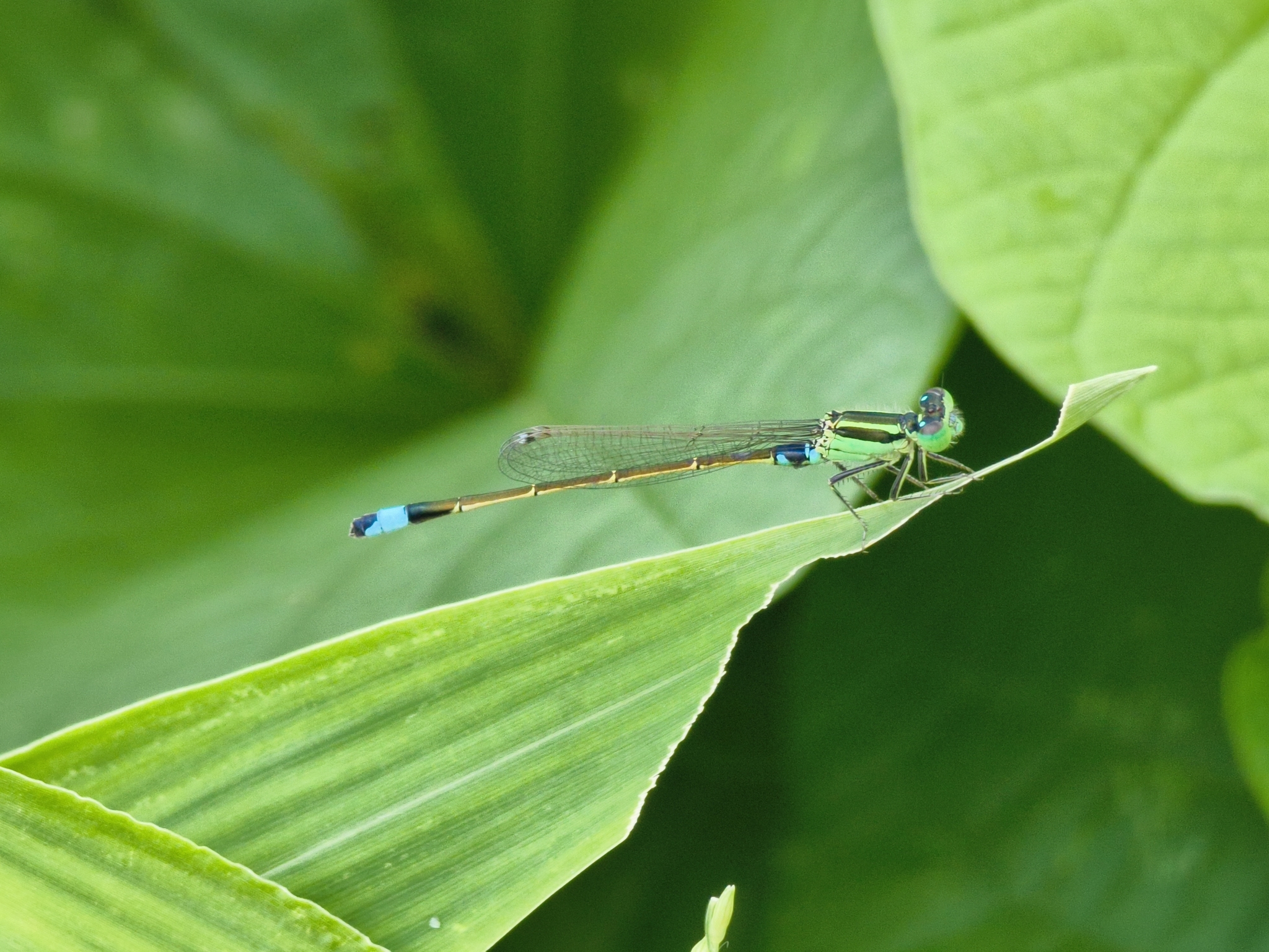 Tropical Bluetail
