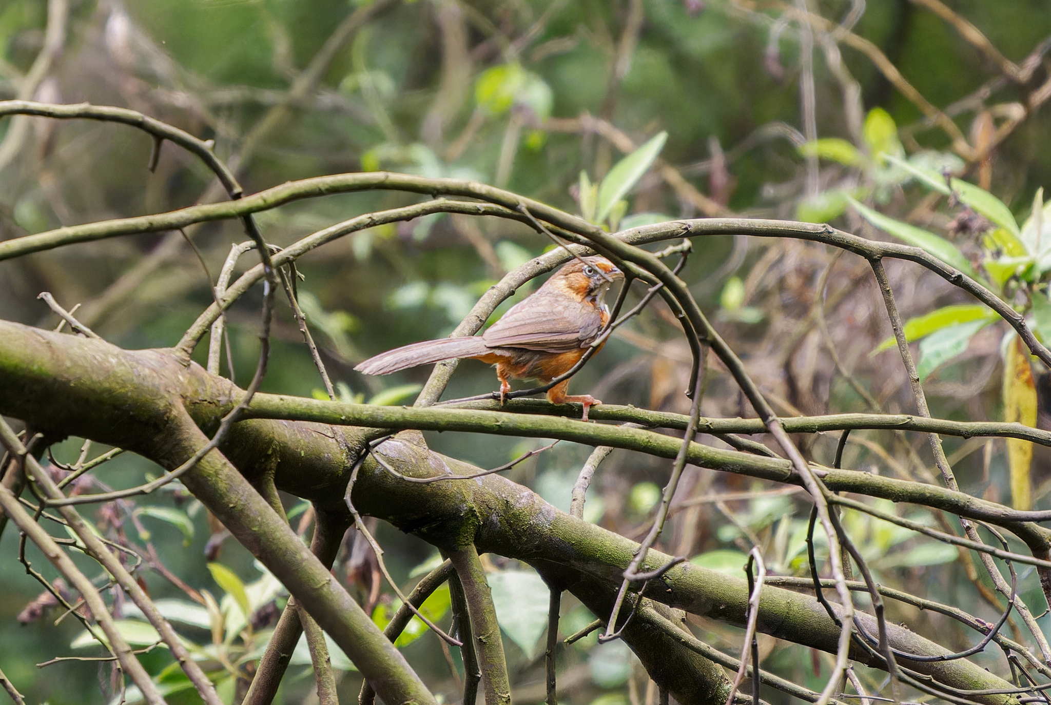 Black-streaked Scimitar Babbler