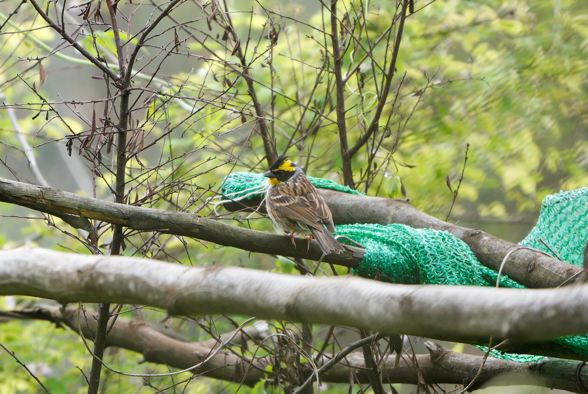 Yellow-throated Bunting