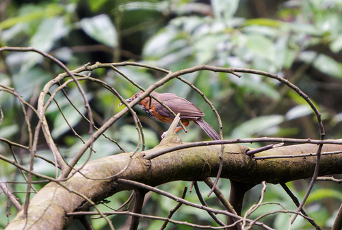 Black-streaked Scimitar Babbler (Erythrogenys gravivox), photo 3