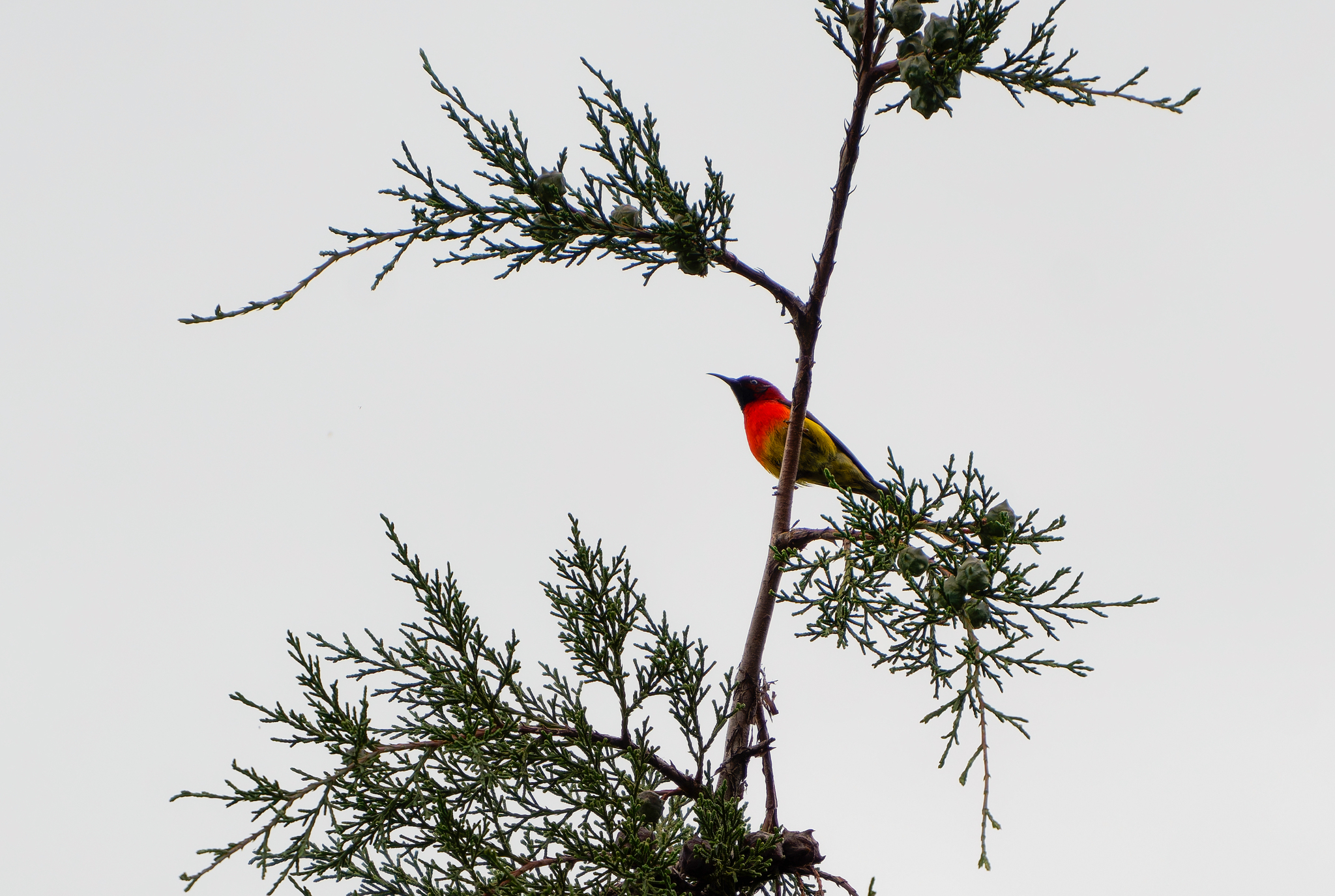 Mrs. Gould's Sunbird