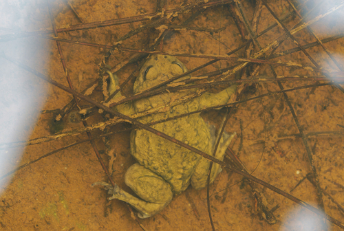 Chinese Narrowmouth Toad, Kaloula verrucosa