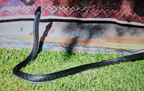 Common Tree Snake sighting