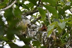 Lepidocolaptes souleyetii