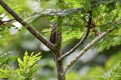 Lepidocolaptes souleyetii