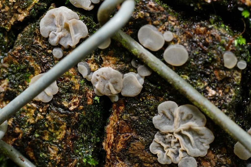 Auricularia mesenterica · June 2025 · photo: © hanwen-zhang (iNaturalist, cc0)