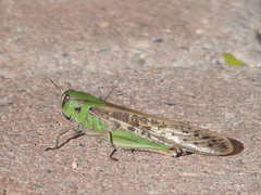 Locusta migratoria cinerascens