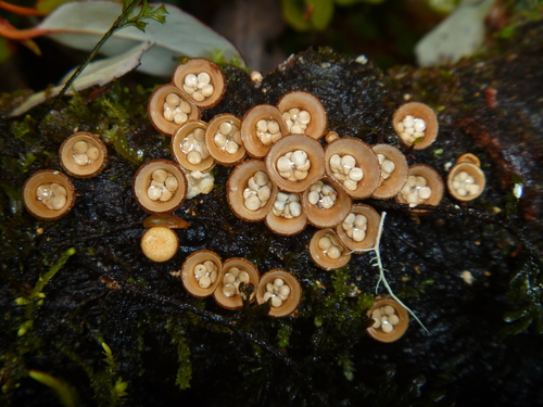 common bird's nest fungus