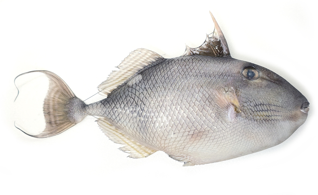 Hairfin Triggerfish