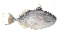 Hairfin Triggerfish photo 1