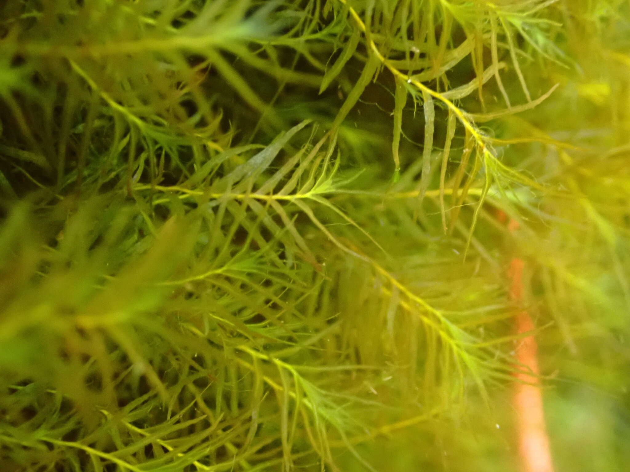 Fissidens fontanus