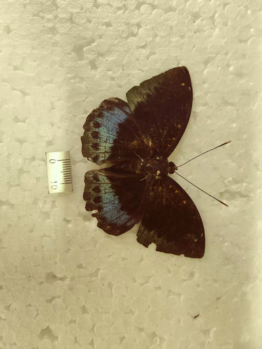Common Archduke
