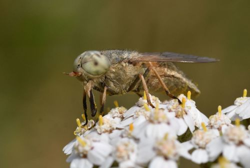 Four-lined Horsefly