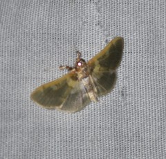 Apilocrocis brumalis