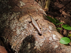 Trachylepis maculilabris