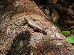 Trachylepis maculilabris