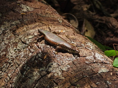 Trachylepis maculilabris